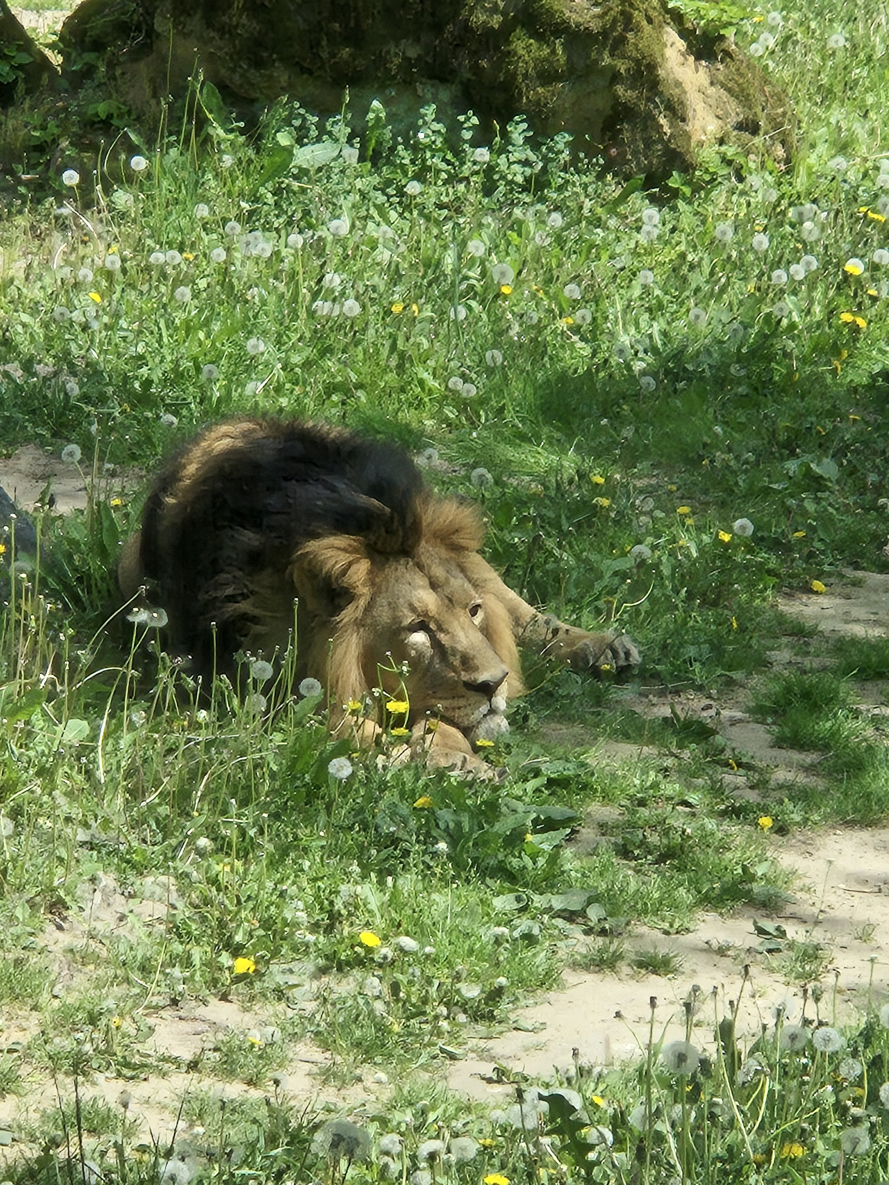 zooczechy